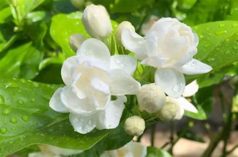 茉莉花種植禁忌|養茉莉花的禁忌